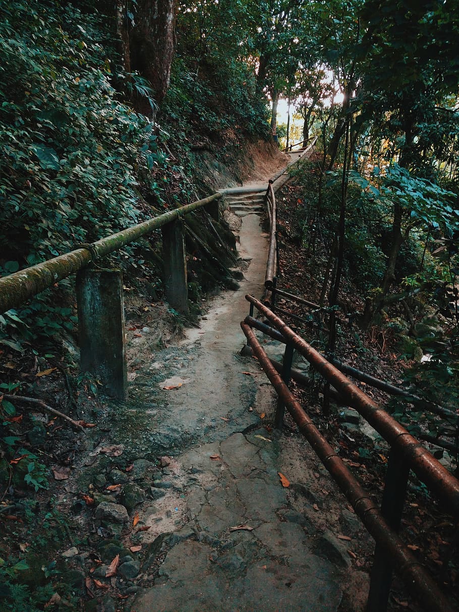 colombia, forest, tree, trekking, railing, direction, the way forward HD wallpaper