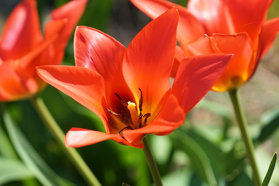 Shallow Focus Photography of Red Flowers, bloom, blossom, close-up HD wallpaper