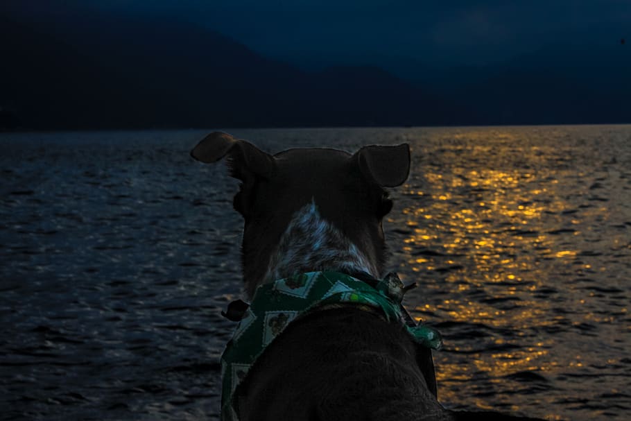 mexico, puerto vallarta, sunset, reflection, light, dog, portrait HD wallpaper