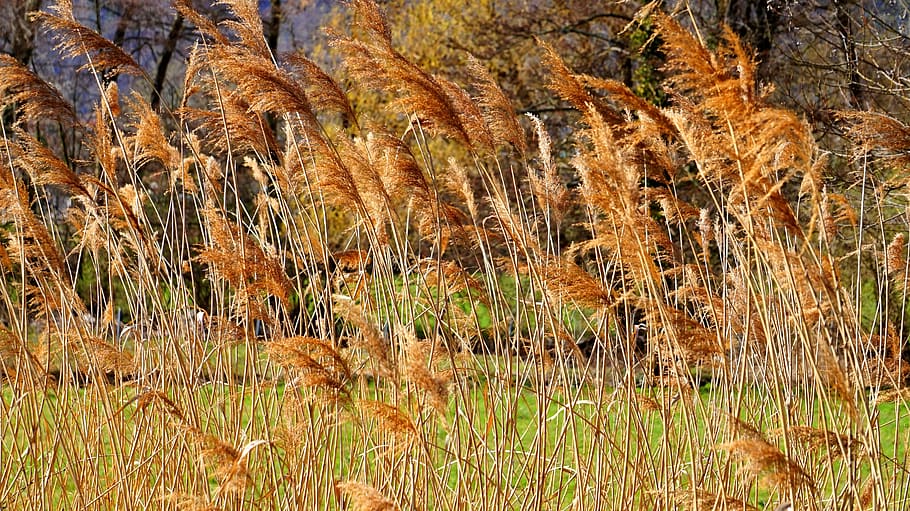 reed, grass, nature, plant, growth, beauty in nature, no people HD wallpaper