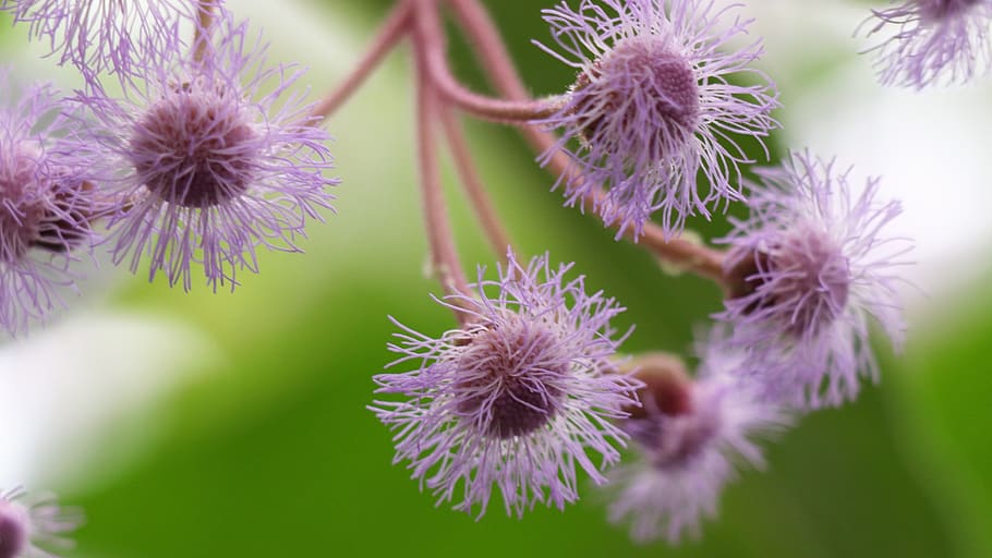 flowers, lilac, spring, purple, flora, nature, bloom, pink HD wallpaper