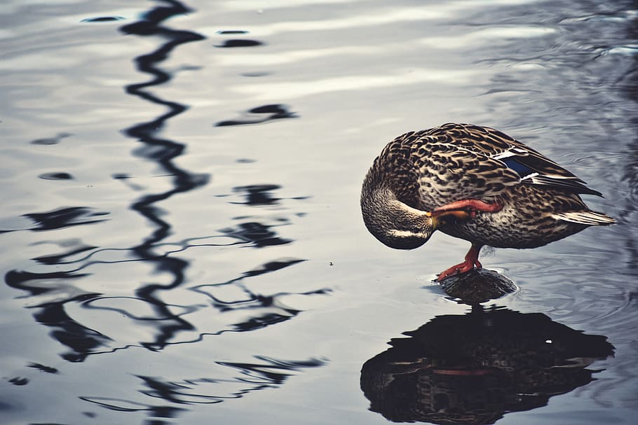 mandarin duck standing on rock, animal wildlife, water, animal themes HD wallpaper