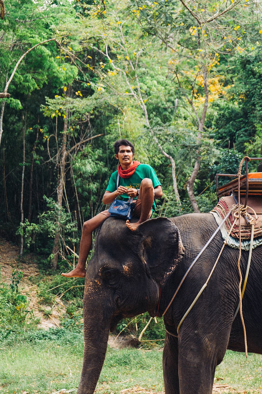 man riding gray elephant, mammal, tree, smiling, one person, plant HD wallpaper