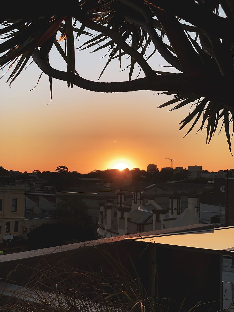 sunset, sydney, trees, urban, wallpaper, sky, architecture HD wallpaper
