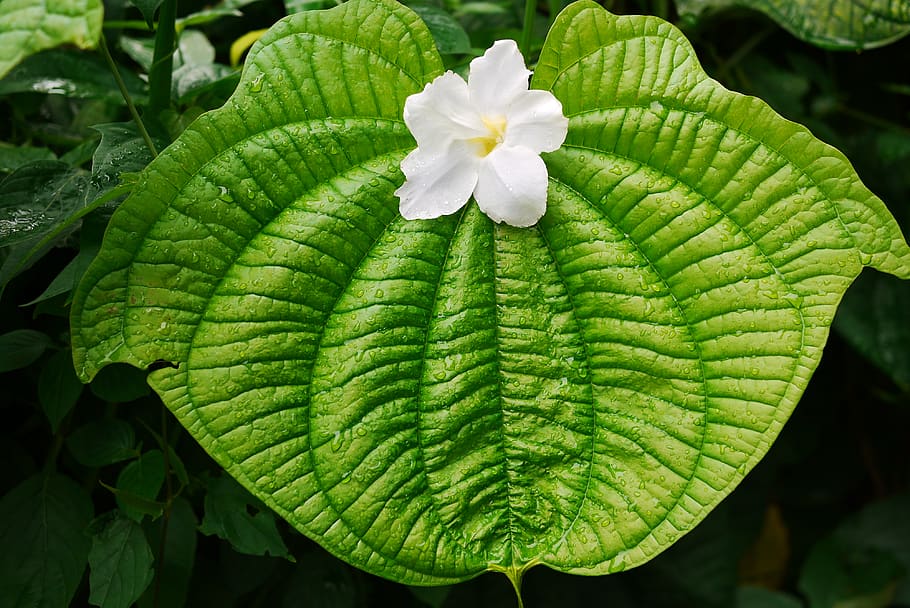 leaf, flora, green, flower, dew, condensation, nature, plant HD wallpaper
