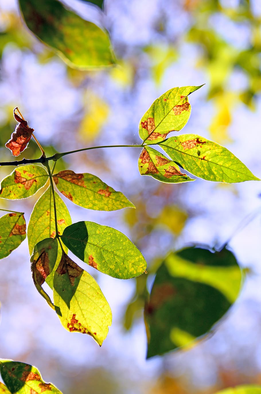 foliage, sunshine, shadow, nature, wood, green, spring, autumn HD wallpaper