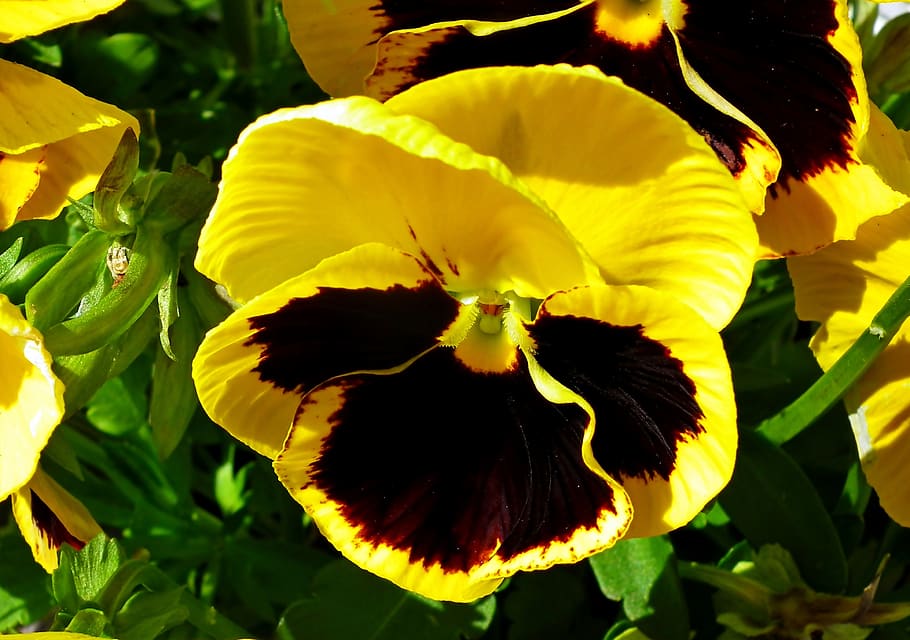 pansy, flower, colored, spring, garden, nature, closeup, blooming HD wallpaper