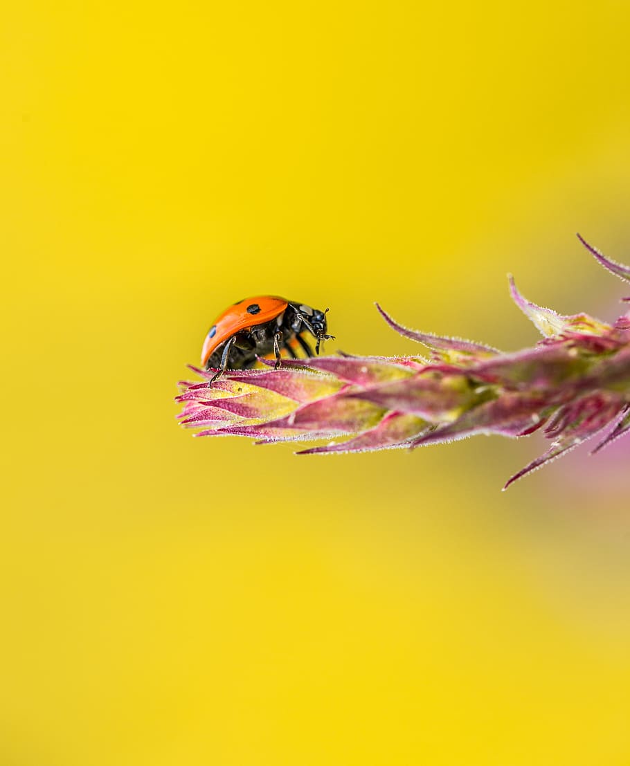 selective focus photography of red and black ladybug on leaf plant HD wallpaper
