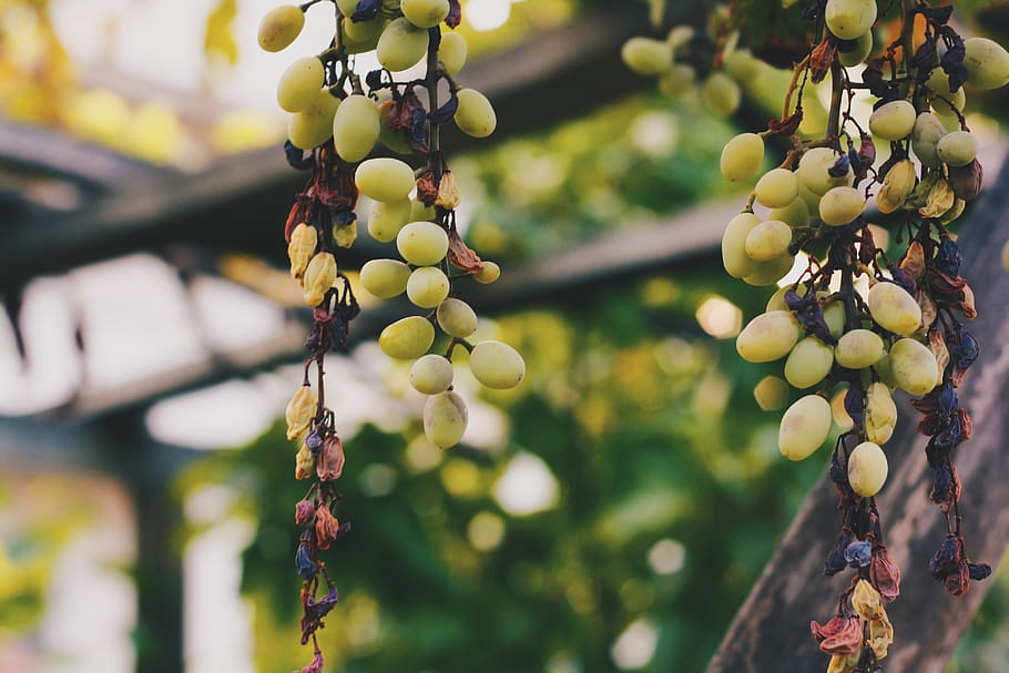 grape, food and drink, fruit, growth, healthy eating, focus on foreground HD wallpaper