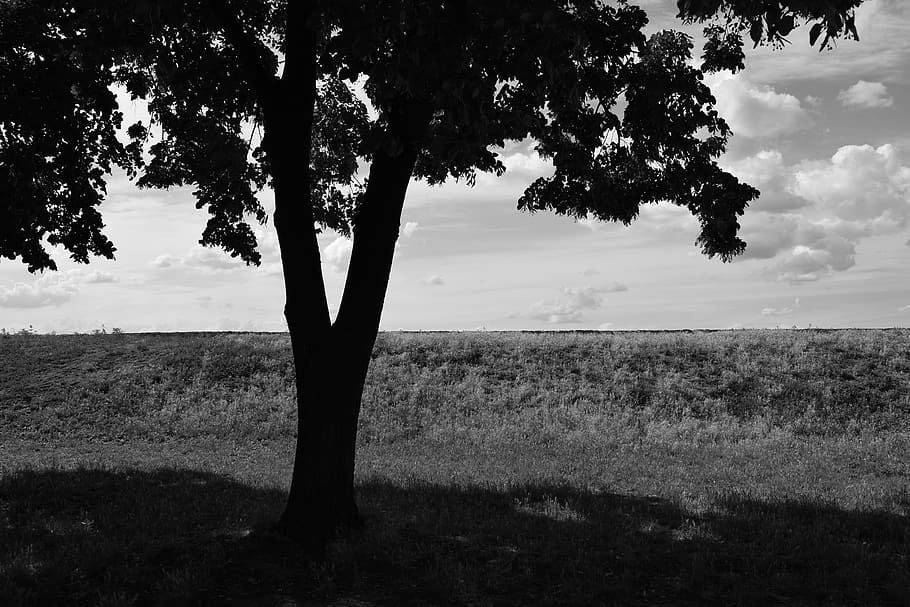 serbia, belgrade, plant, tree, sky, field, land, tranquility HD wallpaper