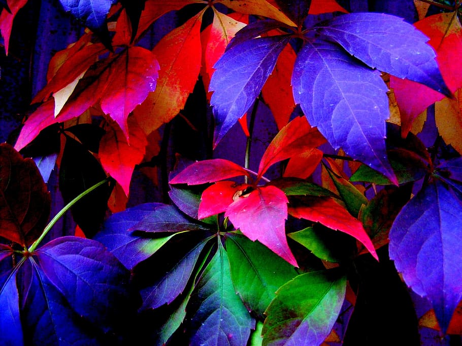 leaf, leave, color, colorful, nature, green, plant part, close-up HD wallpaper