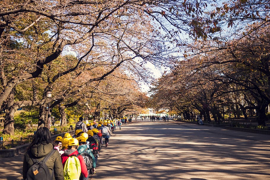 japan, kyōto-shi, ueno dori, kids, autumn, tokyo, park, trees, HD wallpaper