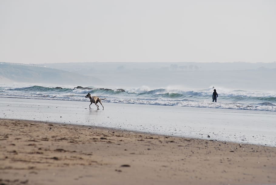 dog, sand, shore, beach, sea, water, person, owner, waves, land HD wallpaper