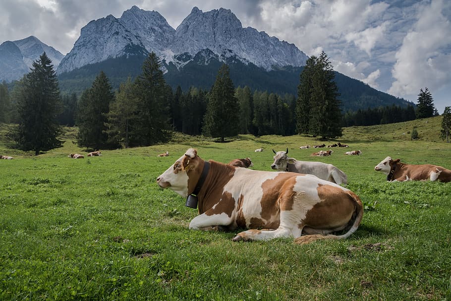 alps, cows, meadow, landscape, summer, mountains, alpine, nature, HD wallpaper