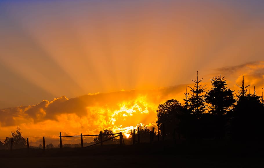 Silhouette Photography of Tree during Sunset, clouds, dawn, evening HD wallpaper