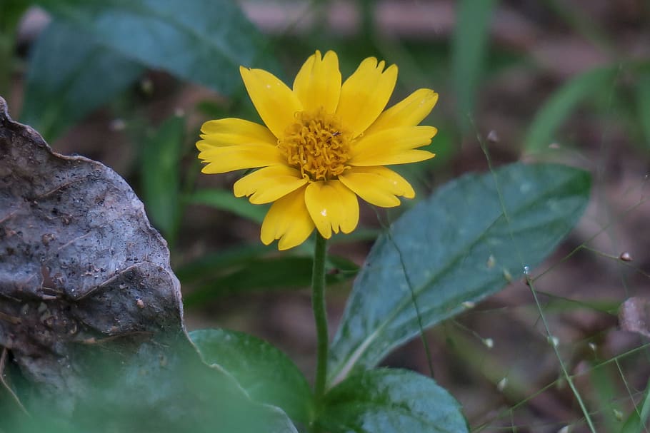 wedelia, nature, flower, leaf, plant, outdoor, petal, close-up HD wallpaper
