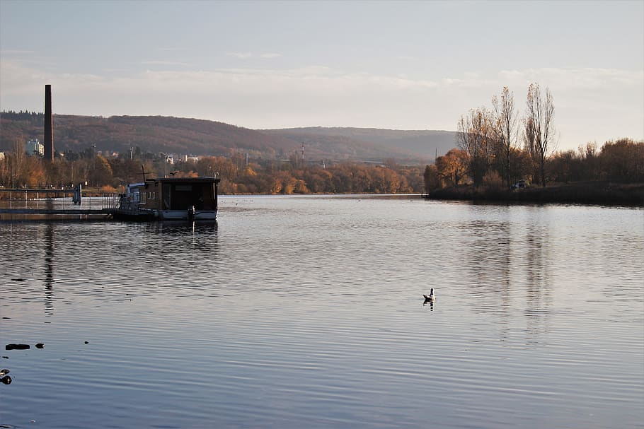 fall, river, seagull, water, bird, lake, animal, waterfront HD wallpaper