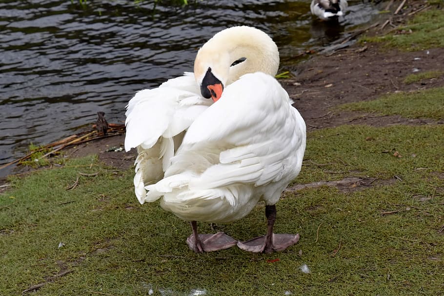 canada, toronto, high park, bird, animal themes, animals in the wild HD wallpaper