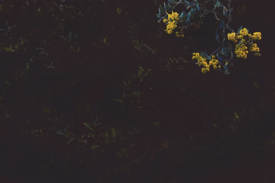 Yellow Flowers, bloom, blossom, branch, flora, plant, flowering plant HD wallpaper