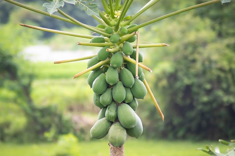 bunch, food, healthy, tree, green, color, ripe, tropical, background HD wallpaper