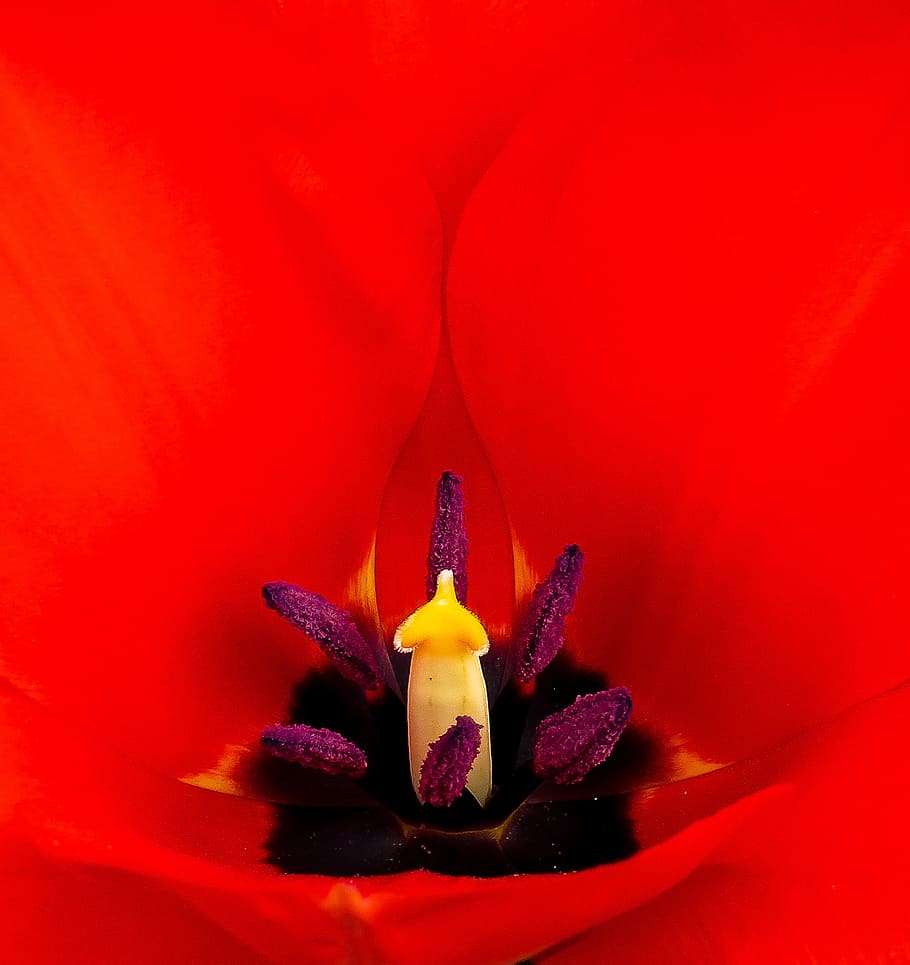 macro, tulip, fresh, flower, nature, fragrance, garden, blooming HD wallpaper