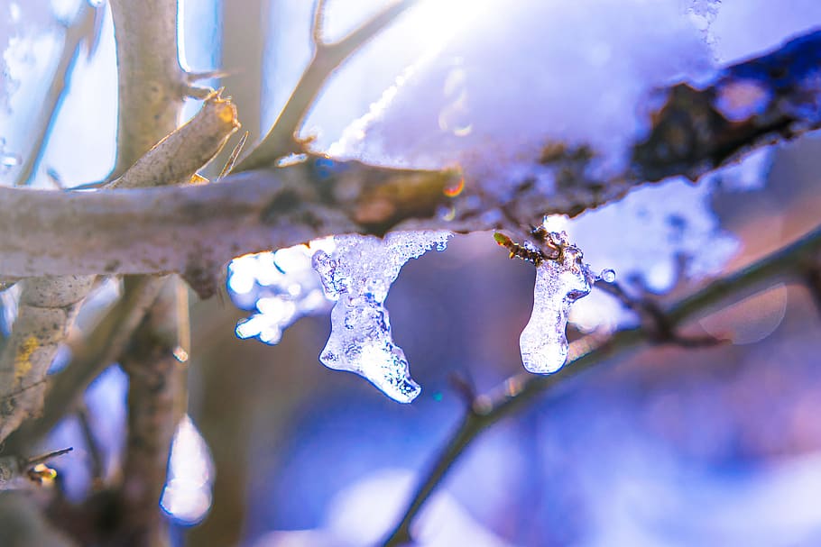 tree, plant, branch, nature, snow, winter, cold, blur, cold temperature HD wallpaper