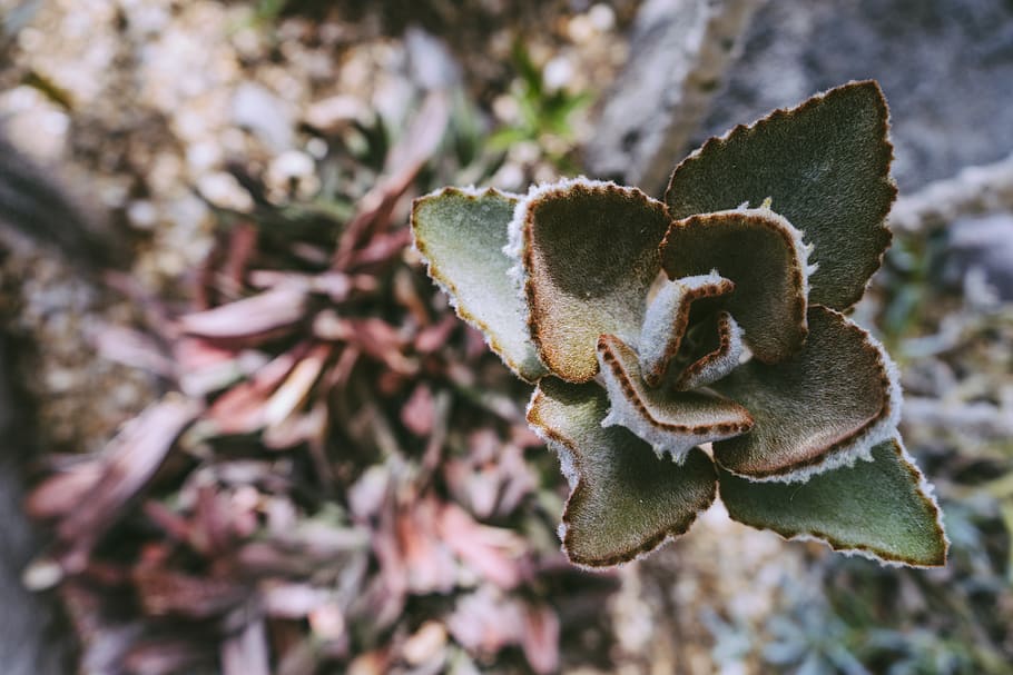succulent, plant, botanical, botany, nature, natural, flora HD wallpaper