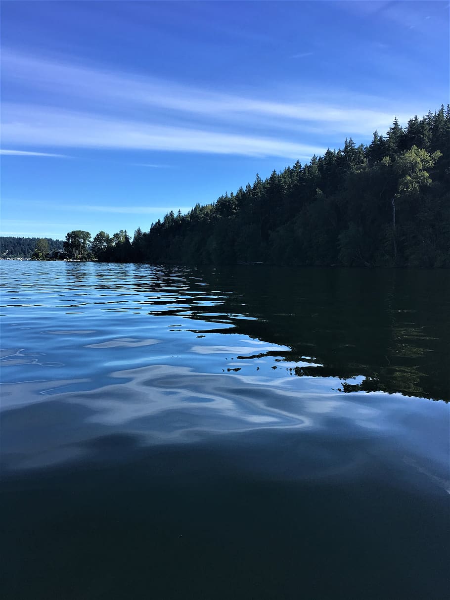 water, nature, outdoors, tree, plant, fir, abies, lake, beach trail HD wallpaper