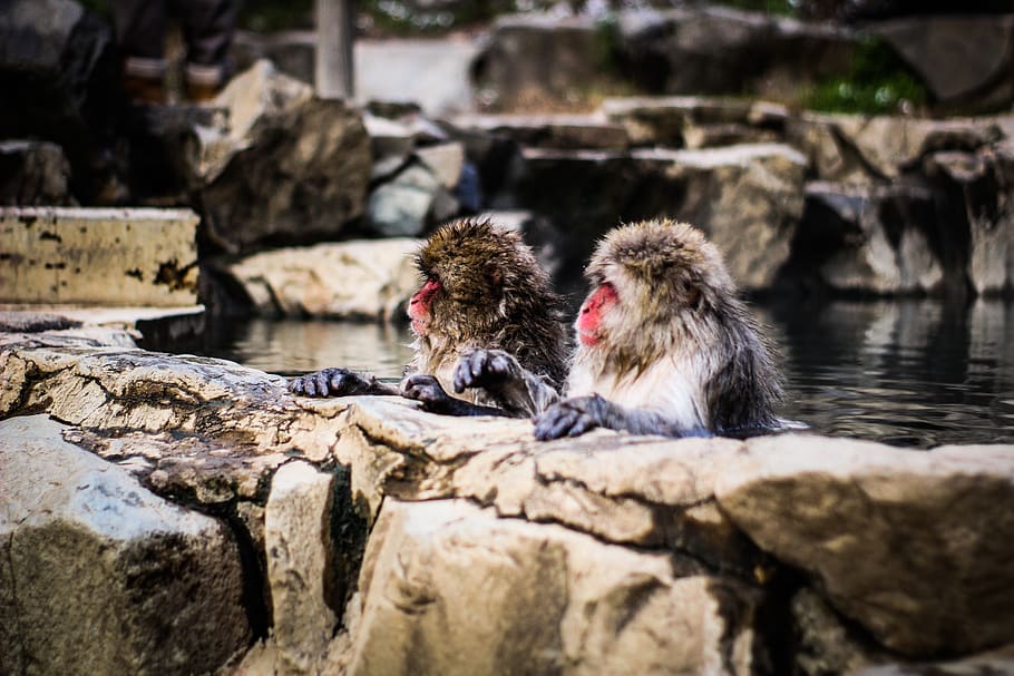 two monkeys on hot springs, animal themes, solid, japanese macaque HD wallpaper