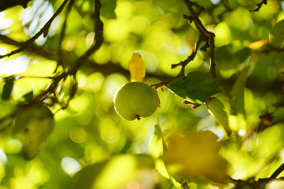apple, green, apples, summer, orchard, nature, tree, leaves HD wallpaper
