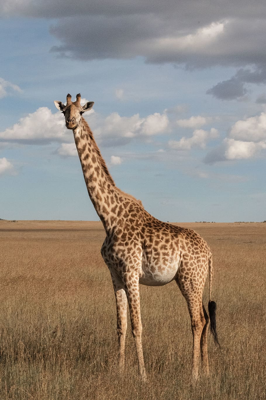 giraffe standing on grass, animal wildlife, cloud - sky, mammal HD wallpaper