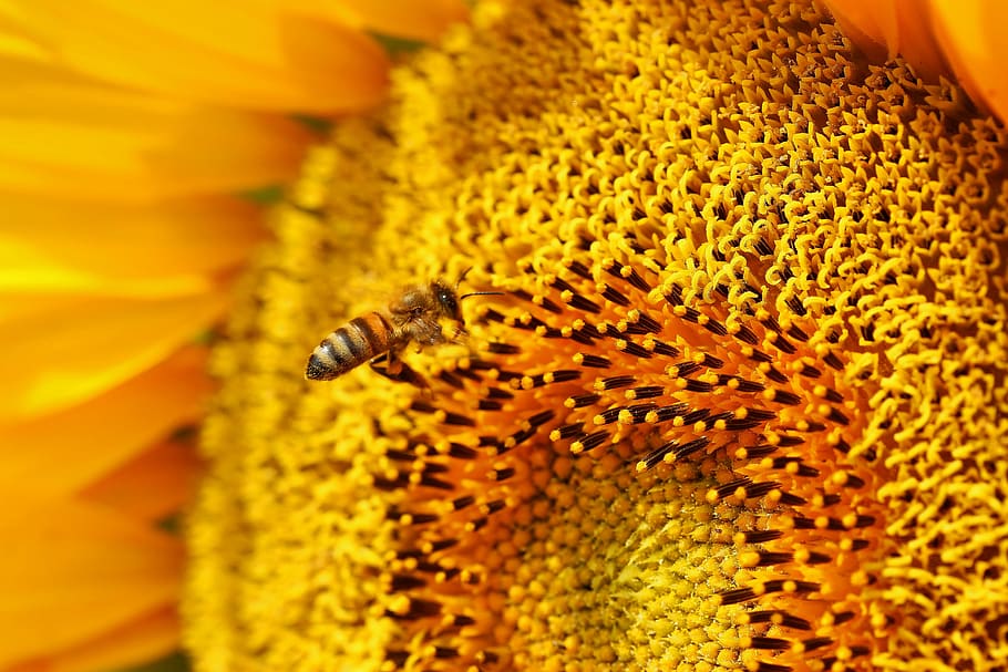 bee, always, approach, flight, nature, blossom, bloom, insect HD wallpaper