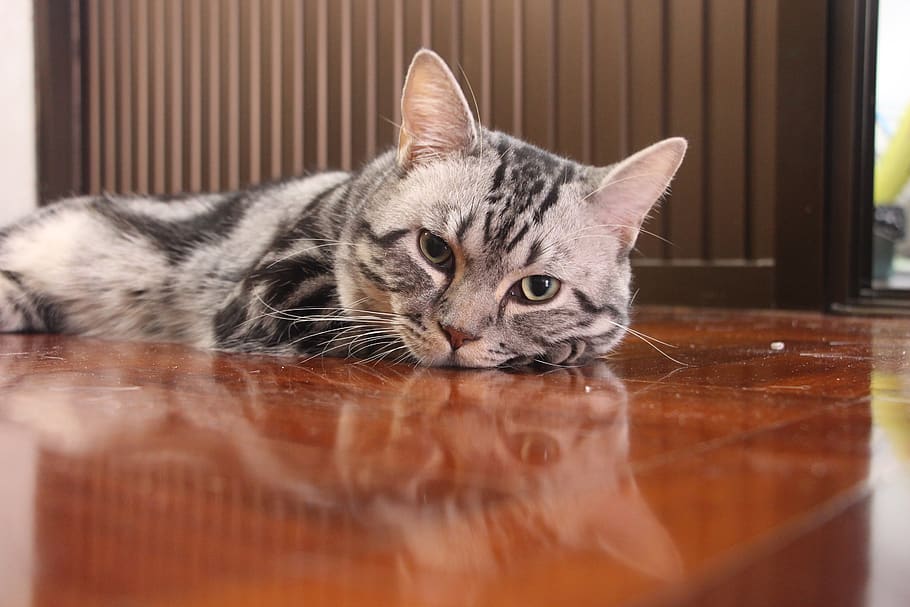 cat, honest feed, kitten, domestic cat, pets, domestic animals HD wallpaper
