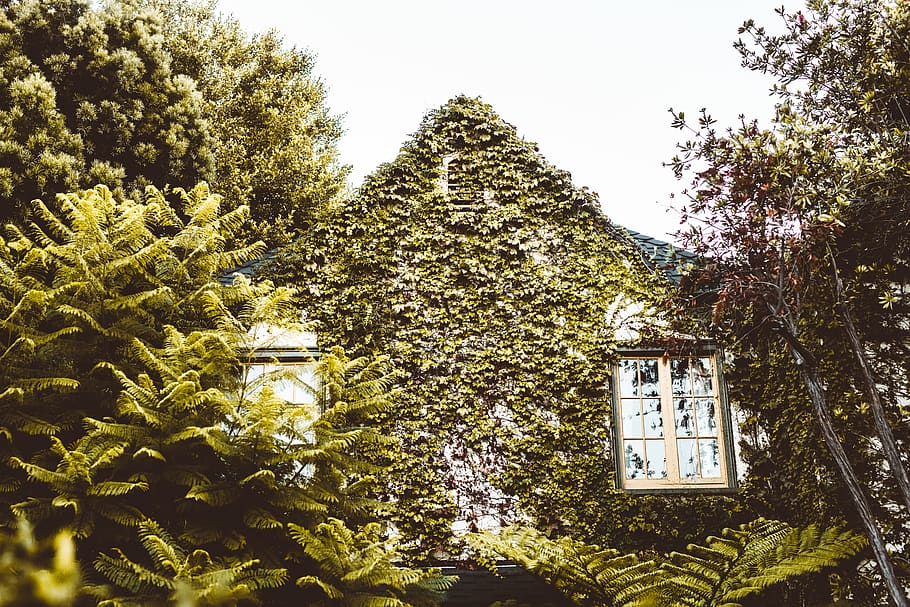 house with 2 windows covered in leaf vines, flora, ivy, plant HD wallpaper