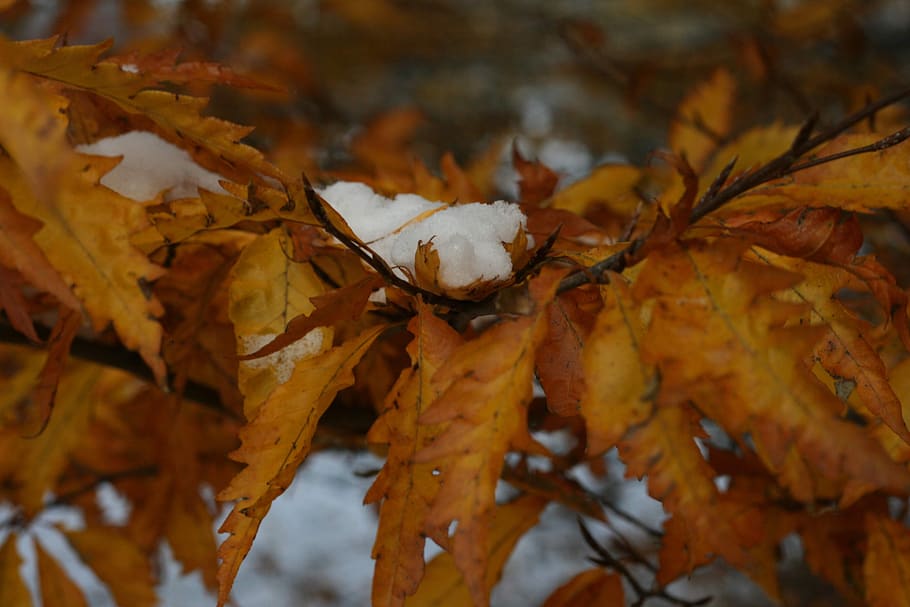 leaf, autumn, plant part, change, close-up, nature, orange color HD wallpaper