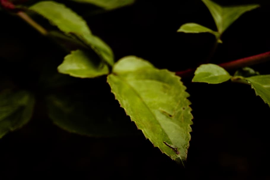 poland, zakopane, leaf, plant part, close-up, nature, green color HD wallpaper
