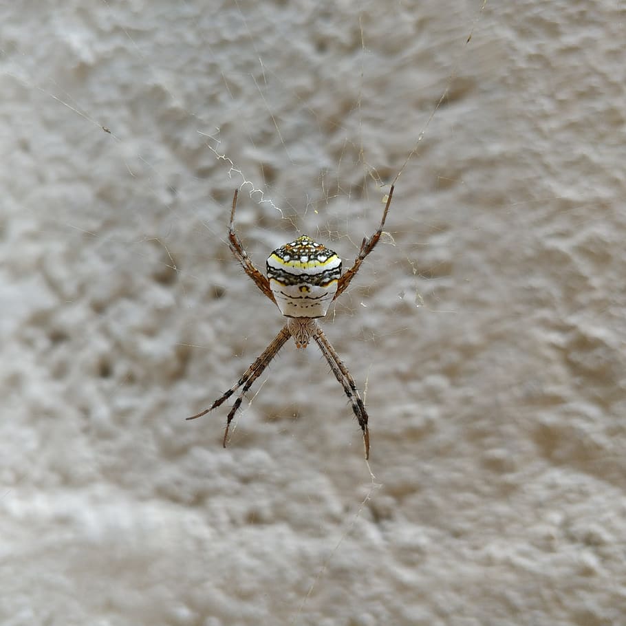 white, black, yellow, close, spider, one animal, animals in the wild HD wallpaper