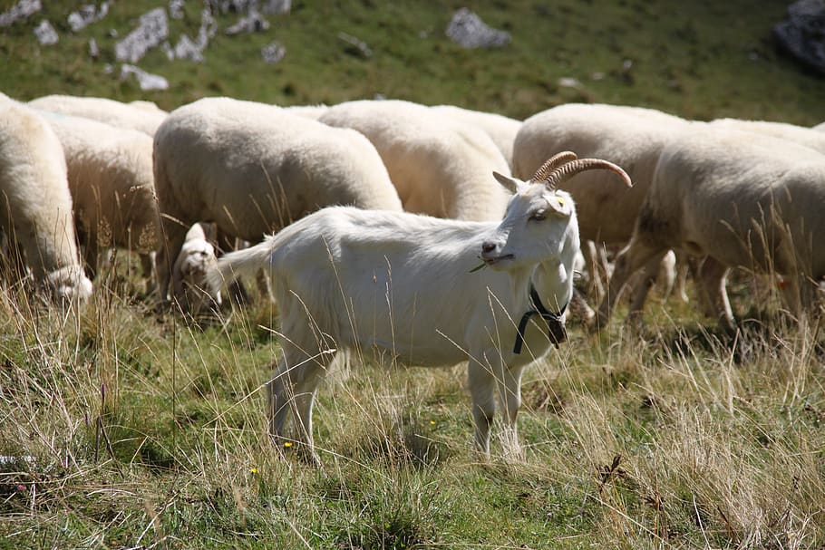 capra, mountain, pasture, alp, nature, animal, livestock, mammal HD wallpaper