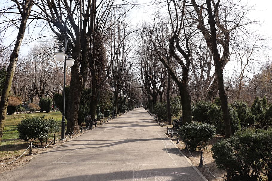 park, bucharest, ro, romania, trees, nature, landscape, cismigiu HD wallpaper