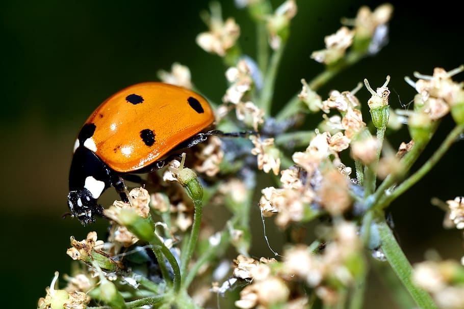 ladybug, insect, macro, nature, invertebrate, animal themes HD wallpaper