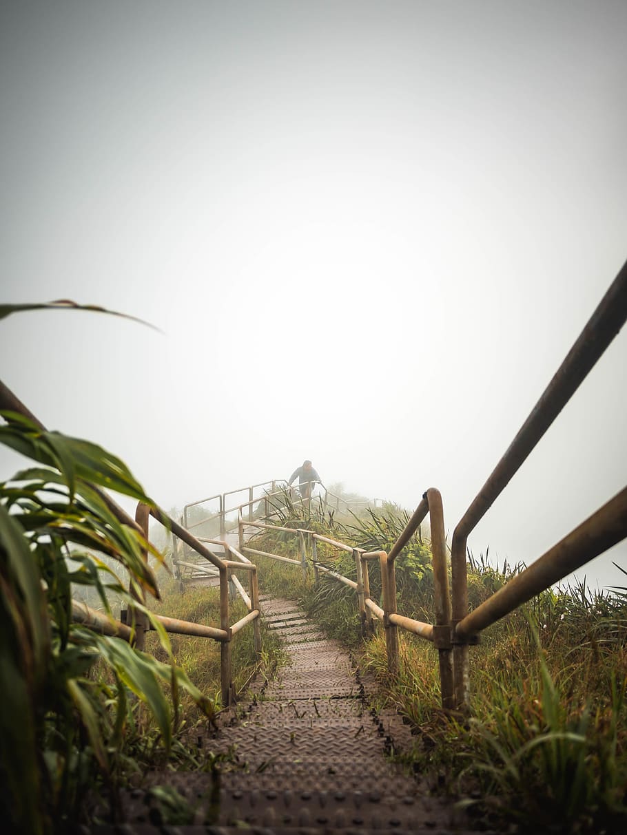 empty pathway covered in fog, plant, nature, land, clear sky HD wallpaper