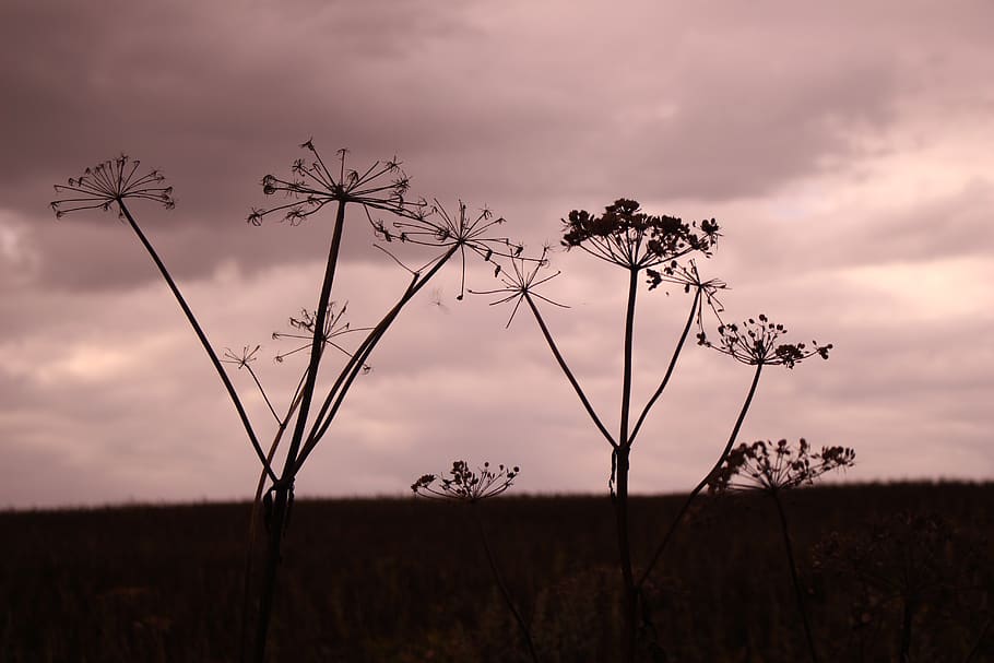 flowers, dark, sky, cloud - sky, plant, beauty in nature, sunset HD wallpaper