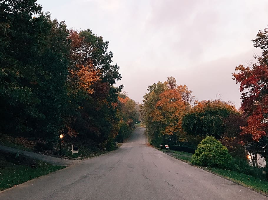 fall, leaves, orange leaves, quaint, calm, colorful leaves HD wallpaper