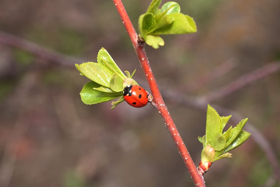 insect, ladybug, plant, leaves, animal wildlife, red, plant part HD wallpaper