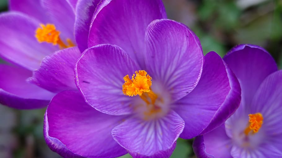crocuses, spring, flower, nature, purple, flowering, plants HD wallpaper