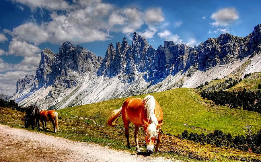 Two Brown and One Black Horses in Green Meadow Under Clear Sky HD wallpaper