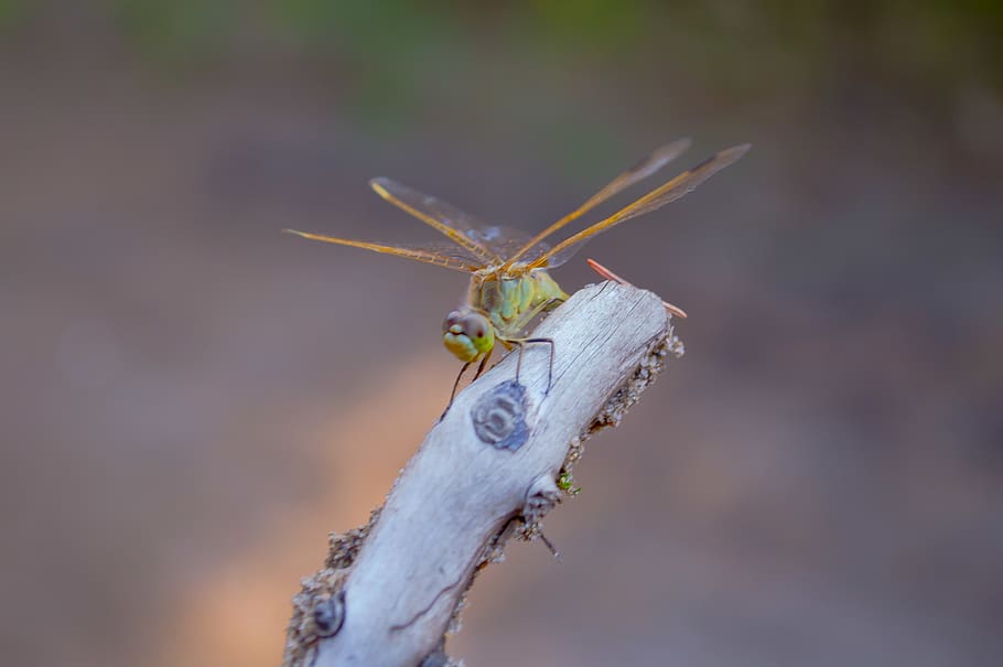 torch river, canada, dragonfly, forest, saskatchewan, one animal HD wallpaper