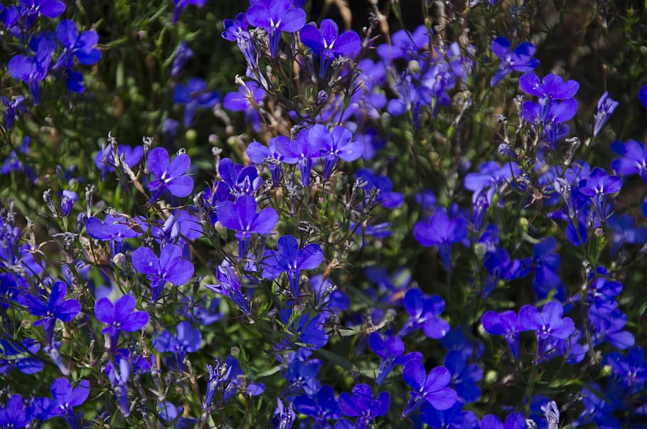 viola, violet, flower, garden, flowering plant, purple, beauty in nature, HD wallpaper