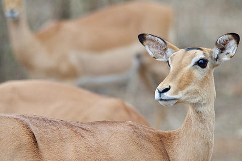 malawi, animal wildlife, mammal, animals in the wild, focus on foreground HD wallpaper