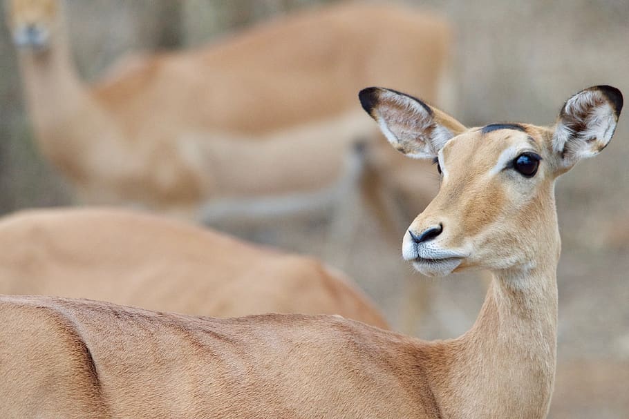 malawi, animal wildlife, mammal, animals in the wild, focus on foreground HD wallpaper